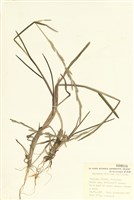 藏品(蔗甜茅)的圖片